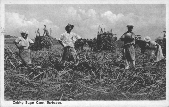 Post Card Cutting Sugar Cane in Barbados mailed from R.M.S. Lady Drake