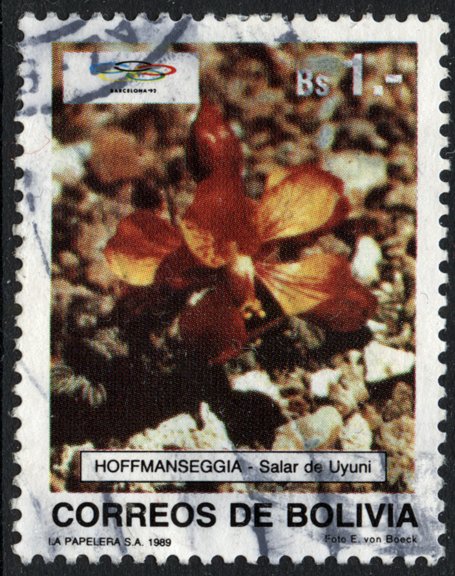 Flora of the Salar de Uyuni Stamp